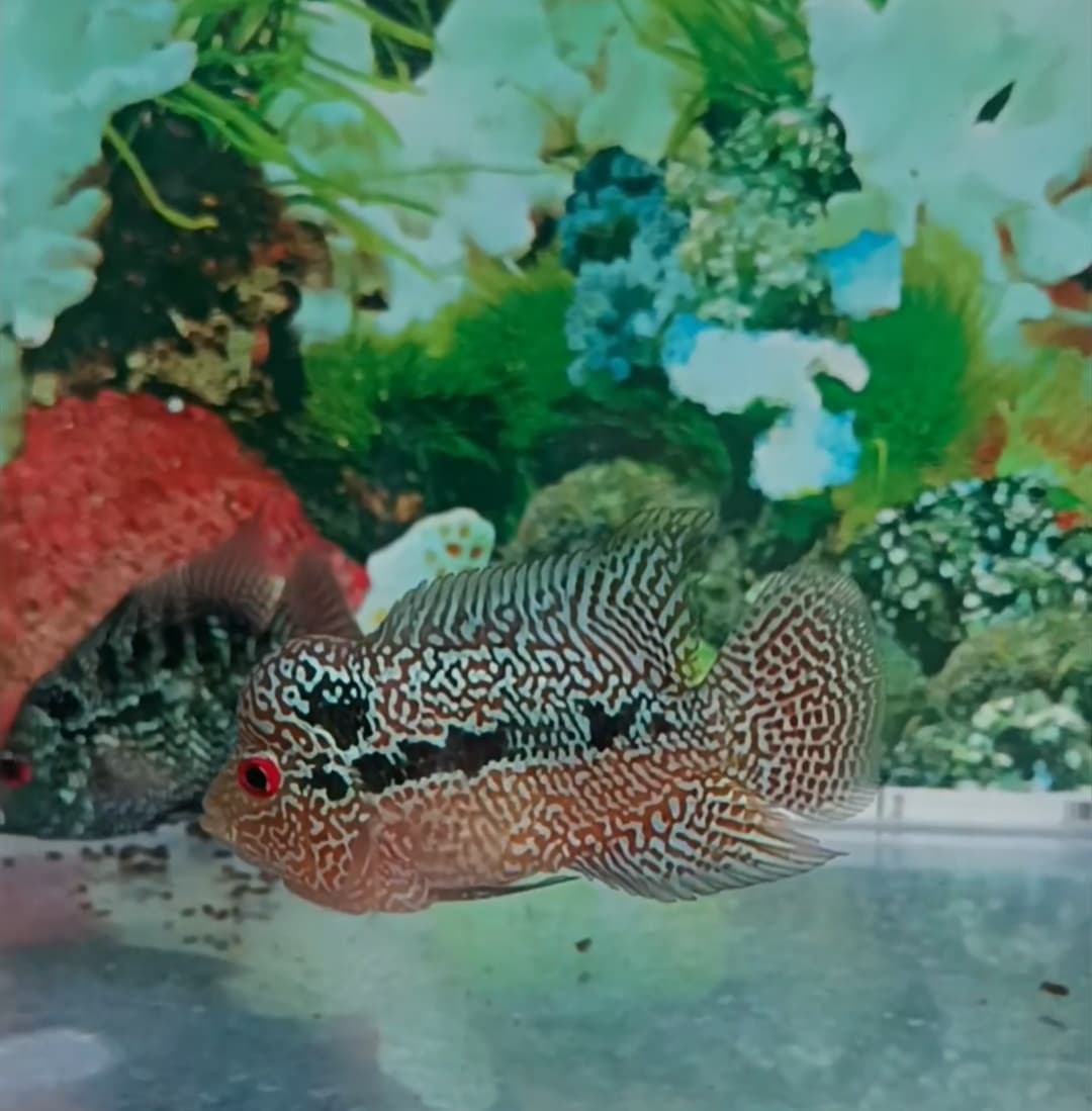 Flowerhorn indo cencu