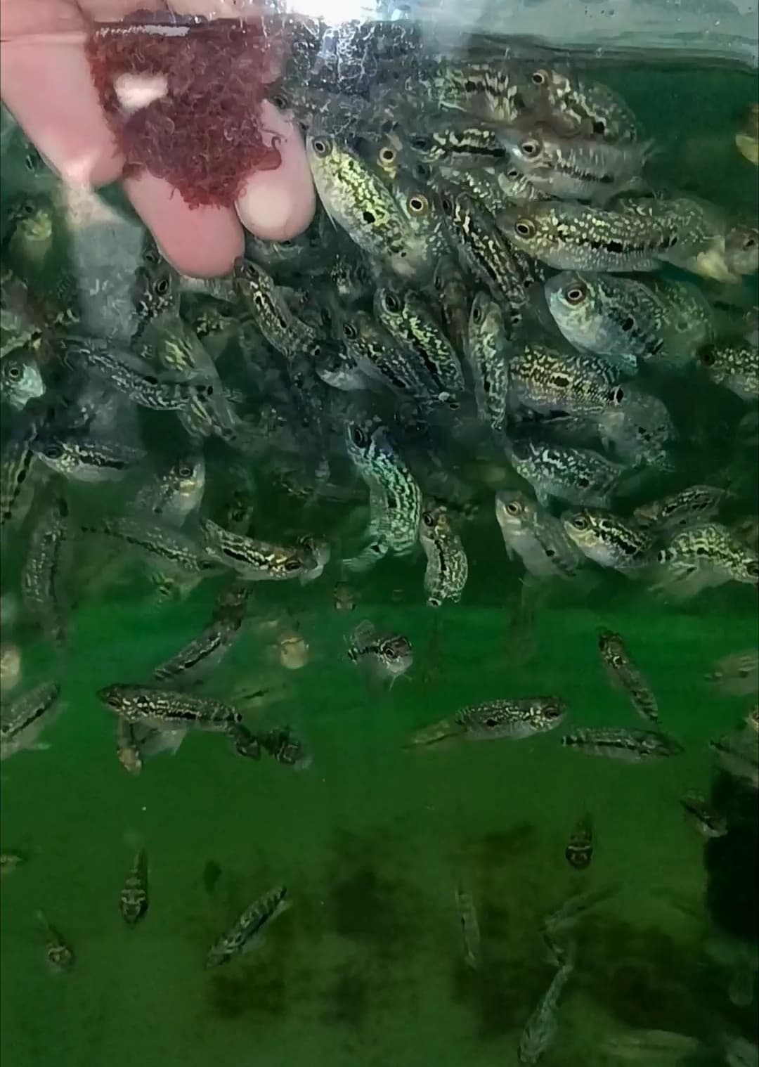 Fry Flowerhorn Indo cencu