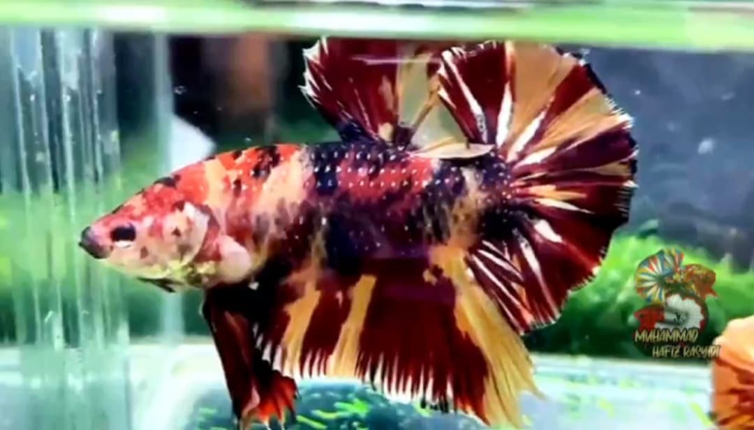 GIANT MULTI COPPER VARIANT