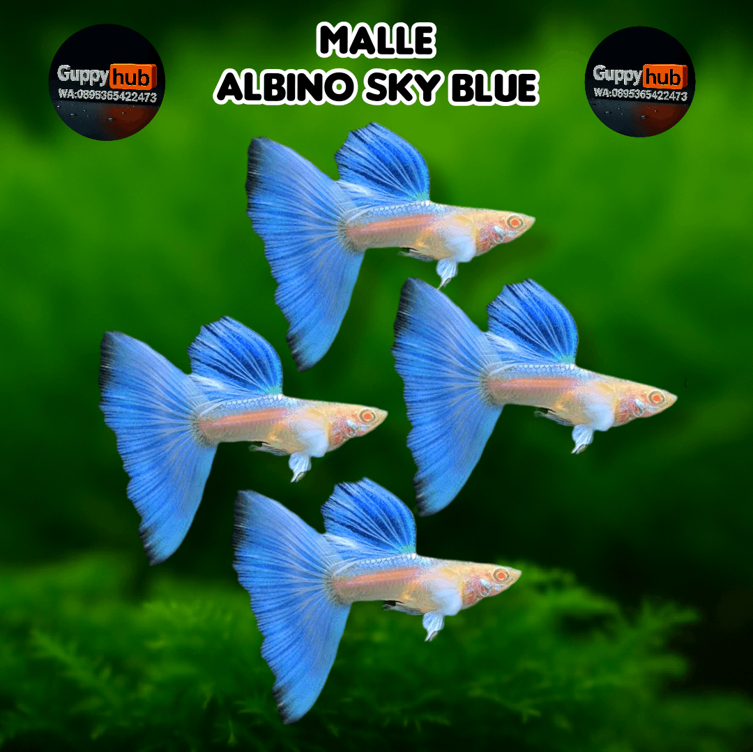 GUPPY ALBINO BLUE SKY