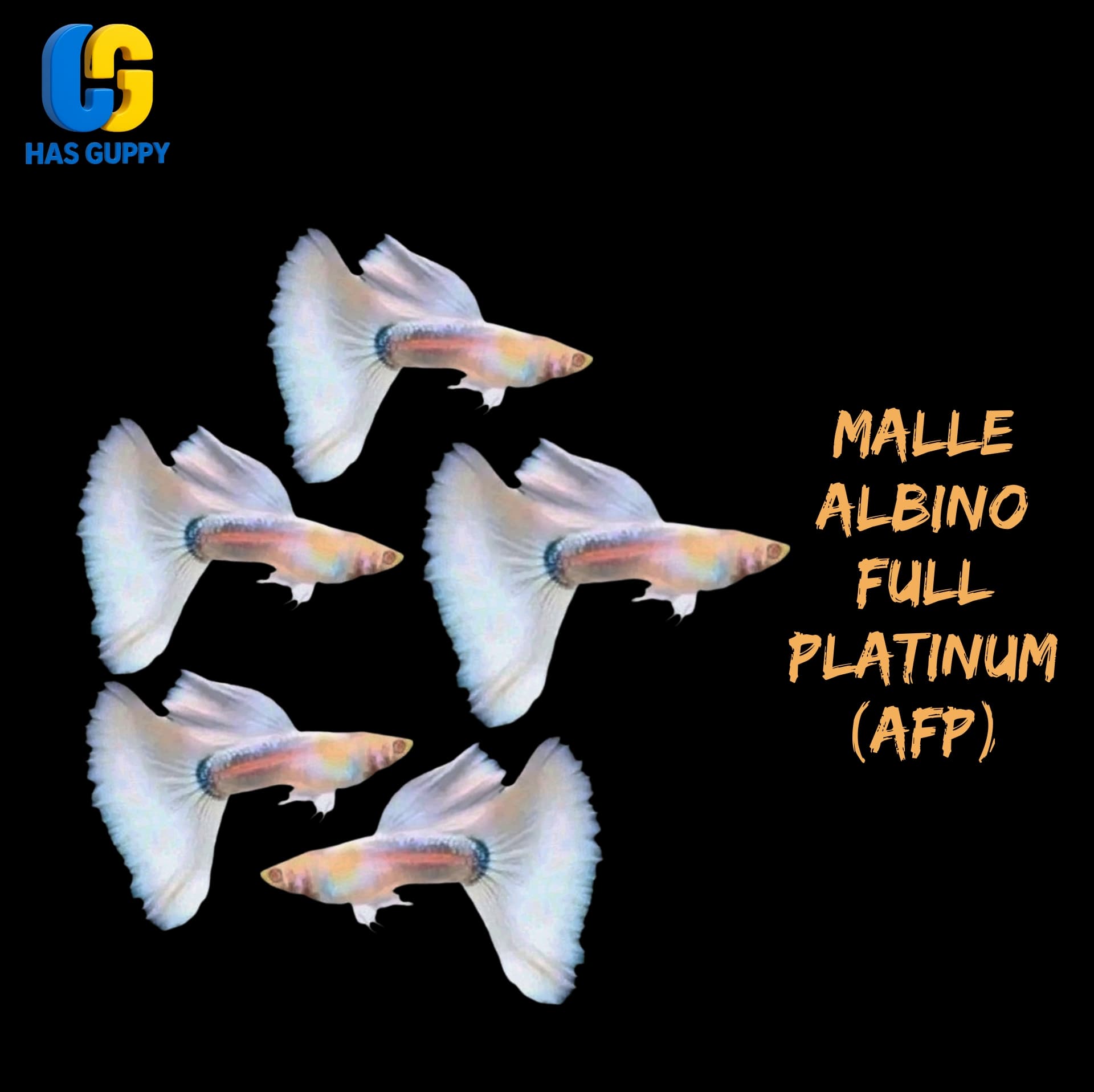 GUPPY ALBINO FULL PLATINUM