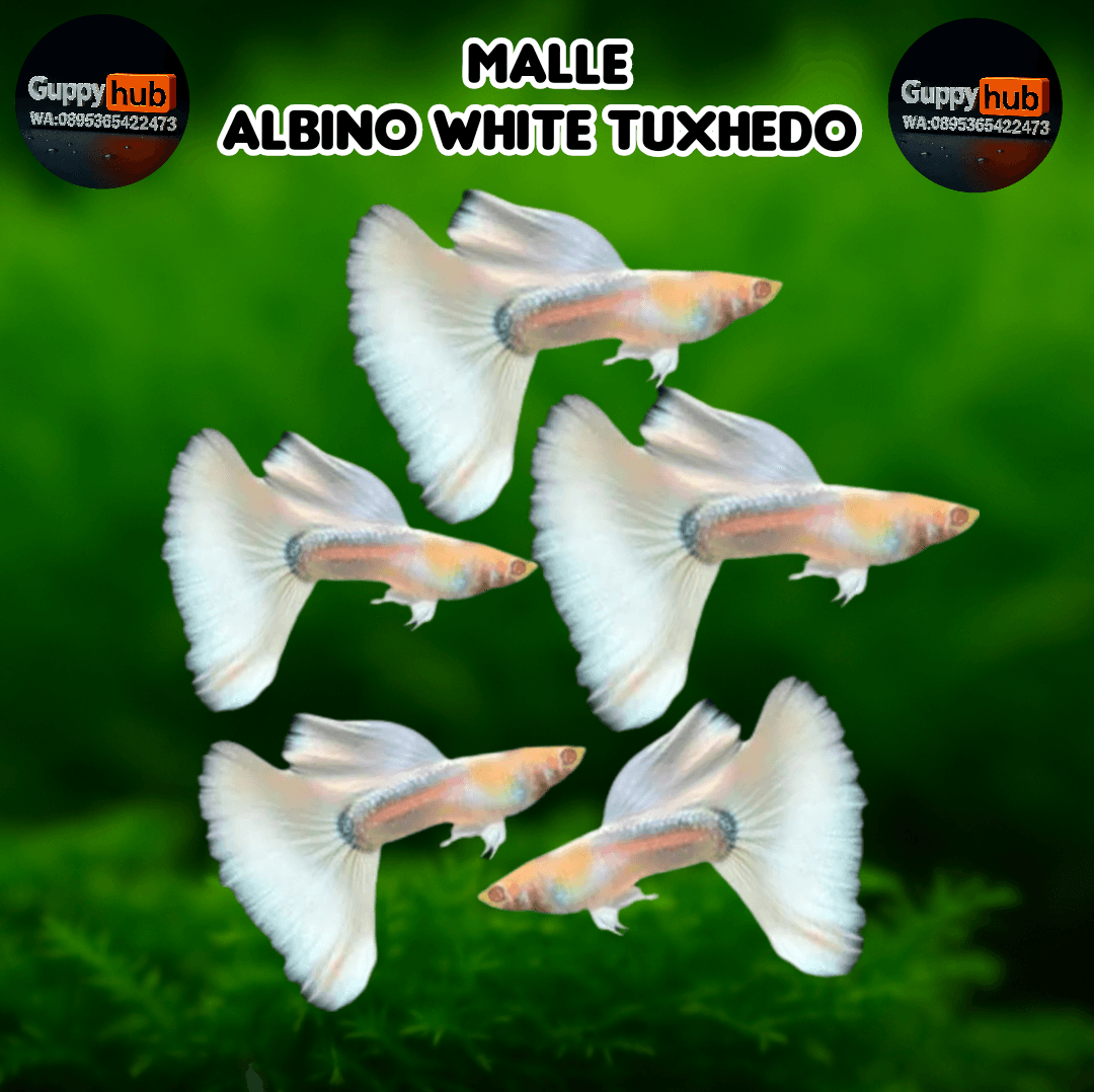 GUPPY ALBINO WHITE TUXHEDO