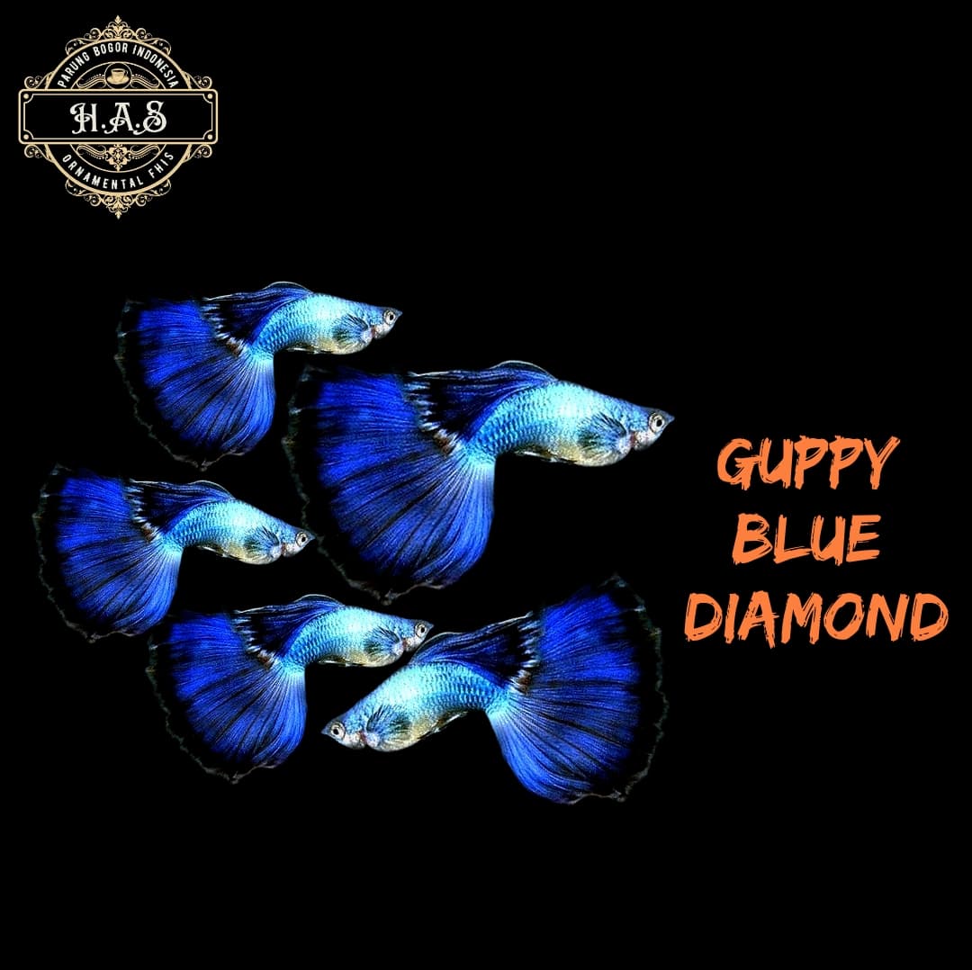 GUPPY BLUE DIAMOND 1PAIR