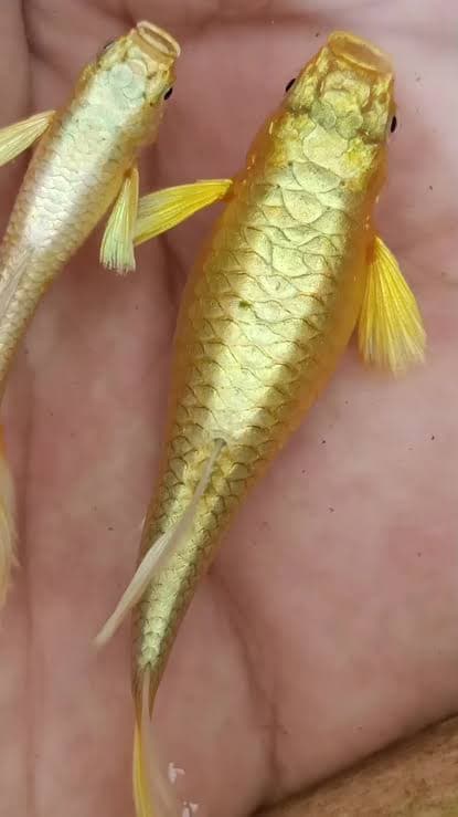GUPPY FULL GOLD