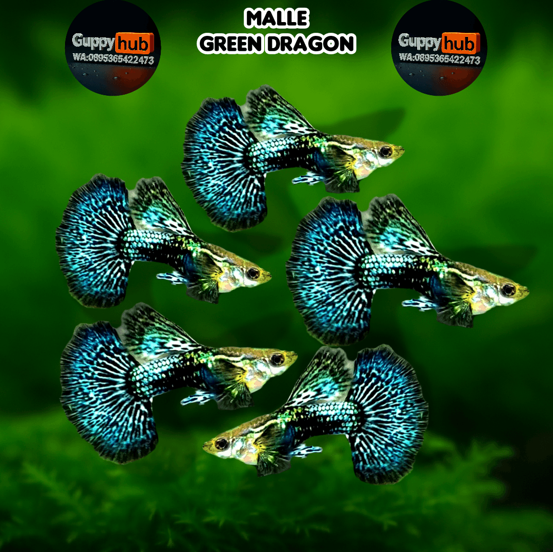 GUPPY GREEN DRAGON HALFMOND