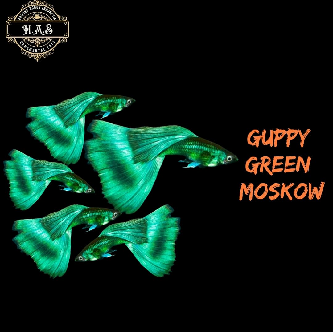 GUPPY GREEN MOSKOW 1PAIR