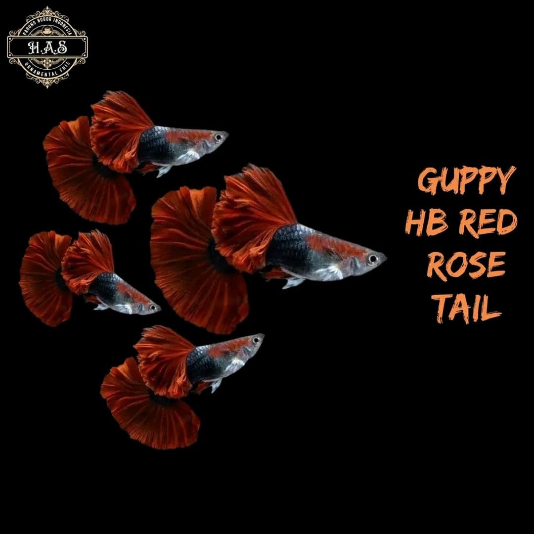 GUPPY HB RED ROSE TAIL 1 PAIR / 1MALE 1FEMALE