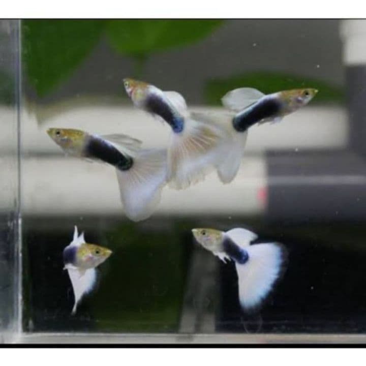 GUPPY HB WHITE