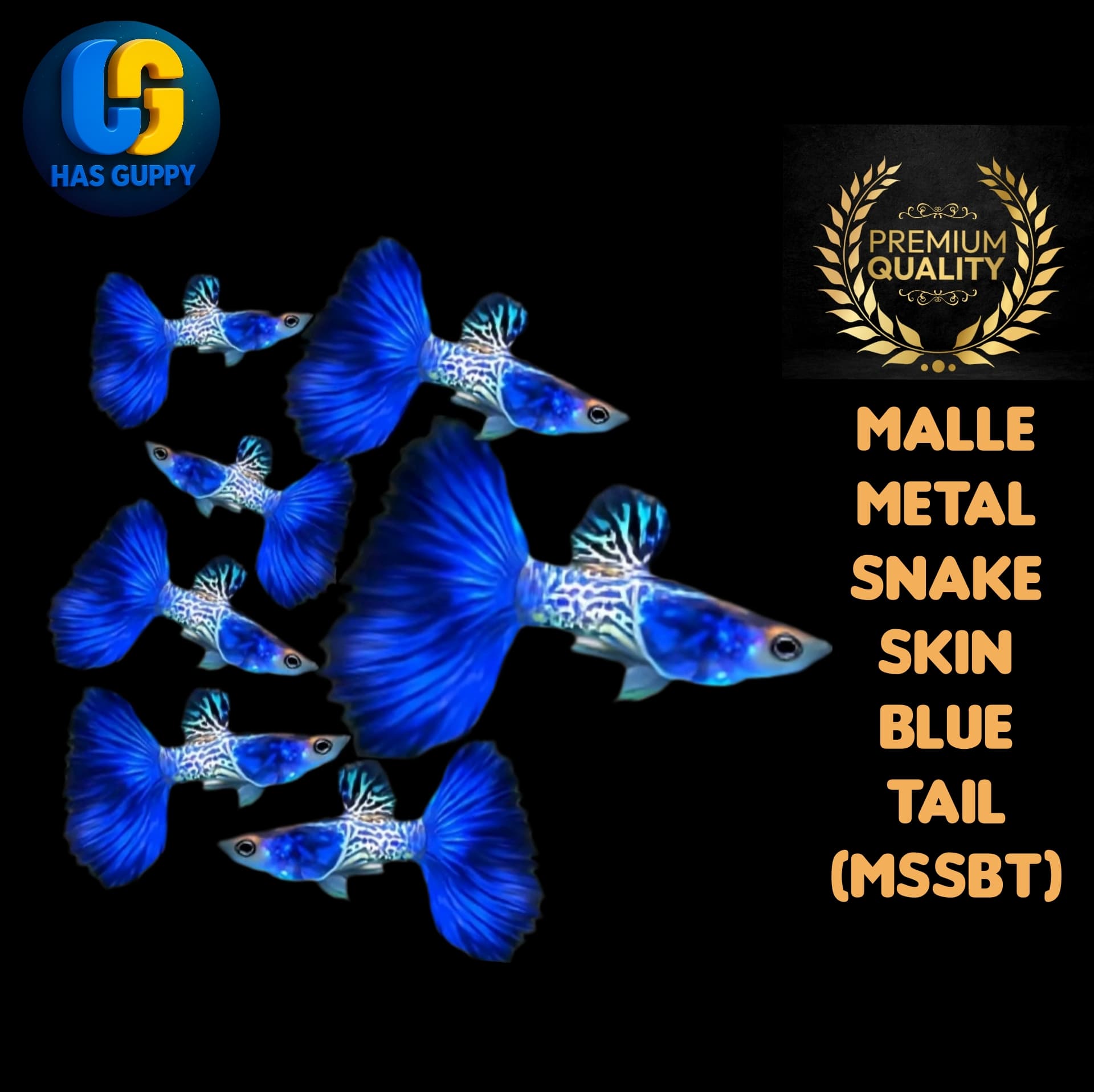 GUPPY METAL SNAKE SKIN BLUE TAIL 1PAIR / 1MALLE + 1FEMALE
