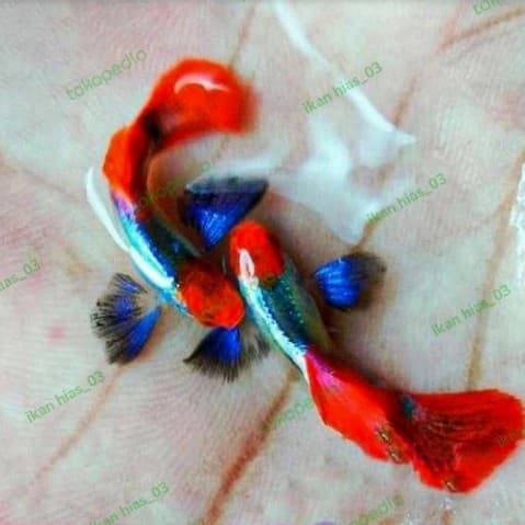 GUPPY PRTDE DARK KOI