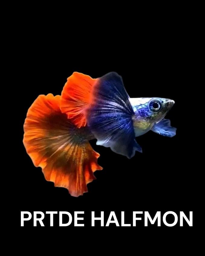GUPPY PRTDE HALFMON