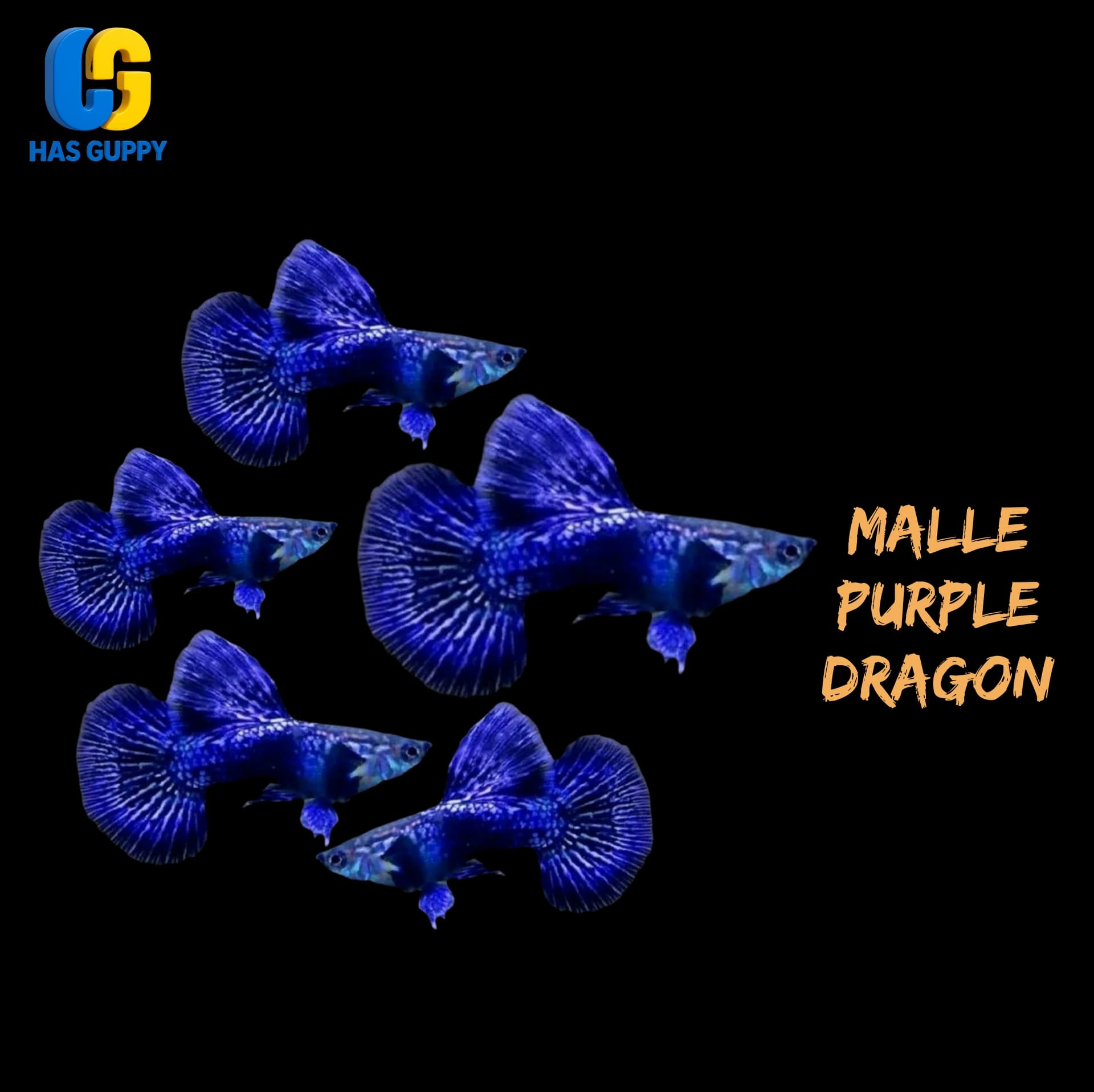 GUPPY PURPLE DRAGON