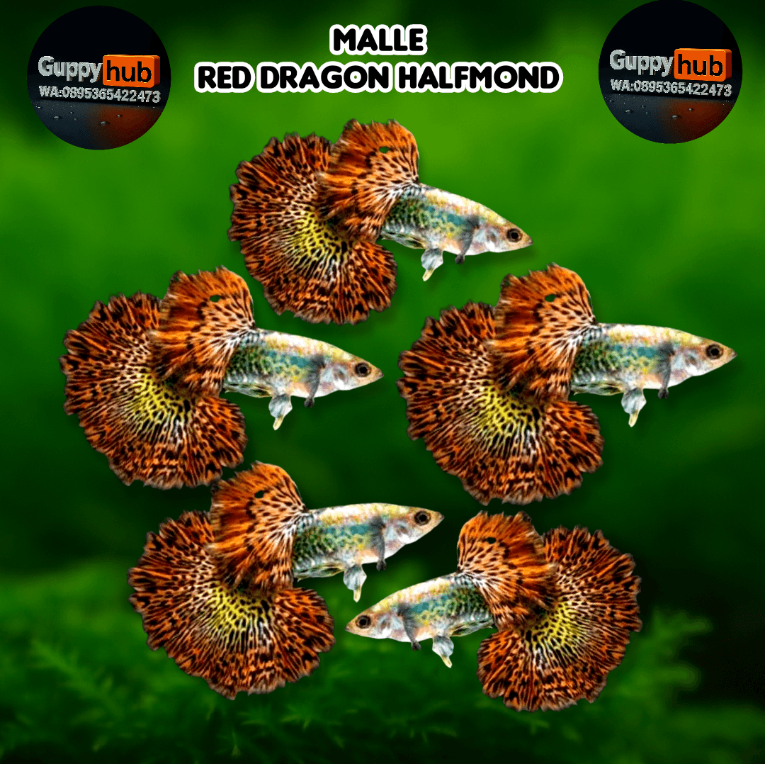 GUPPY RED DRAGON HALFMOND