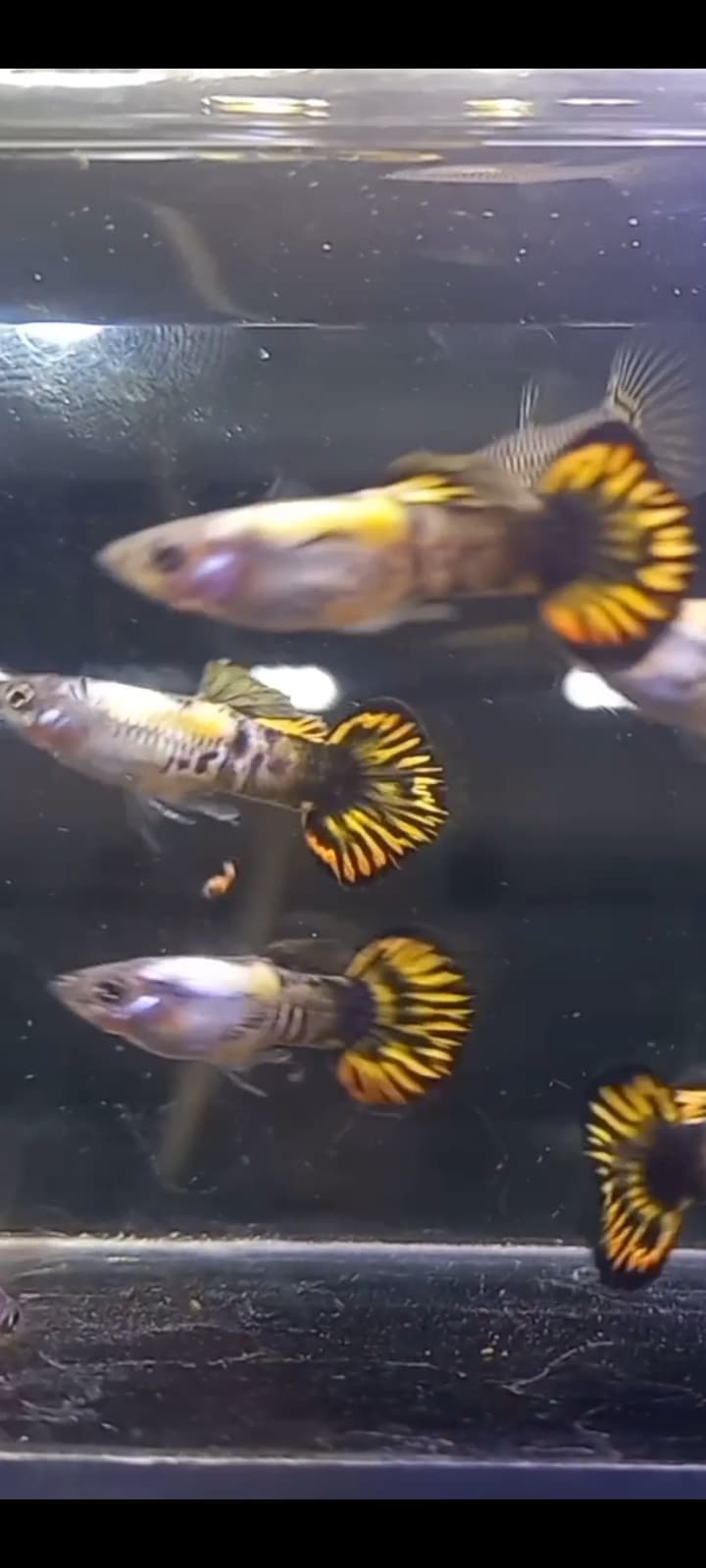 Galaxy medusa roundtail