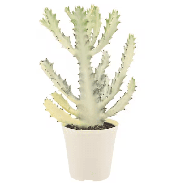 Ghost Cactus Cutting 6-10cm | Euphorbia Lactea White Ghost