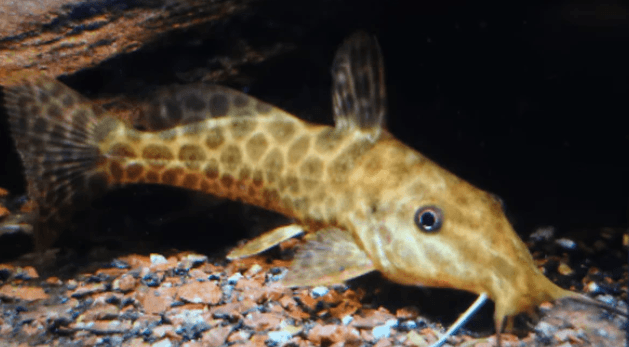 Giraffe catfish 8-10cm