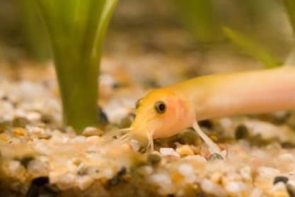 Golden Weather Loach