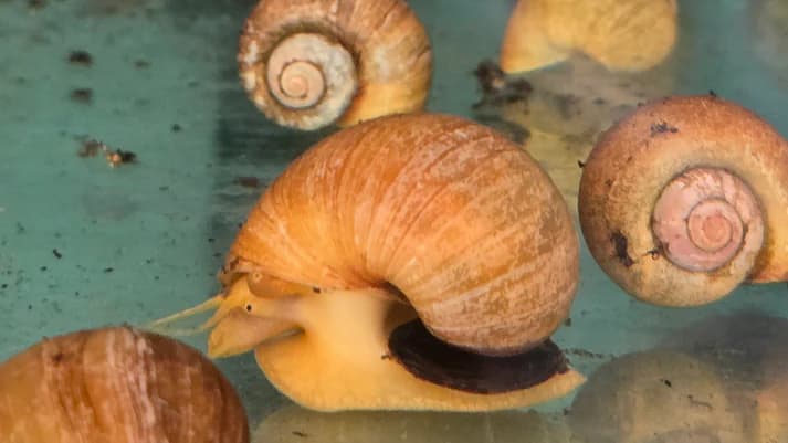 Golden apple snail 4-5cm