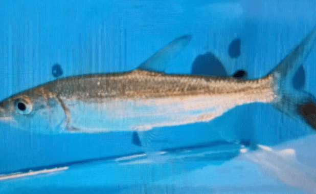 Goliath tigerfish 8-10cm