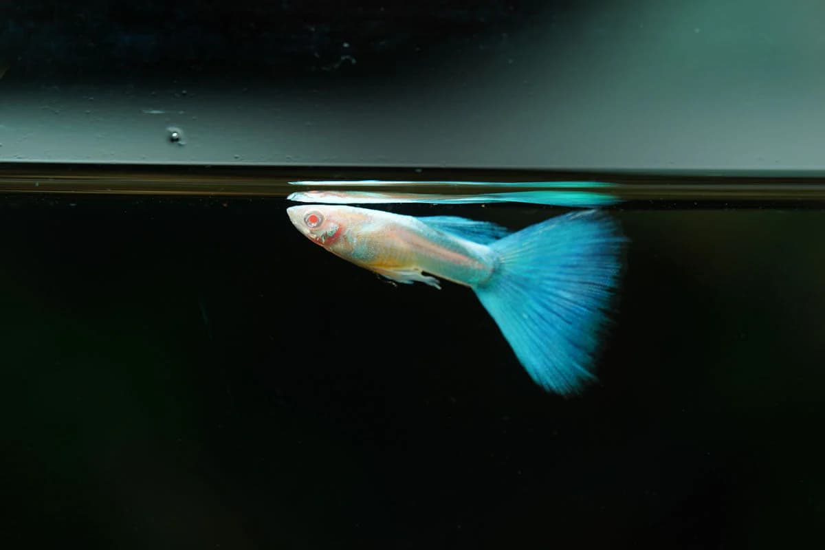 Guppy Albino Blue