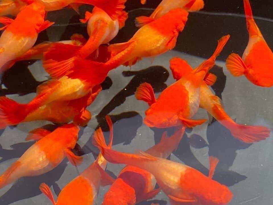 Guppy Albino Koi Red