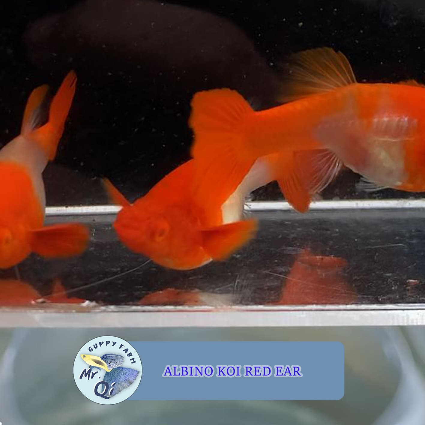 Guppy Albino Koi Red Ear Pair Juvenile Size