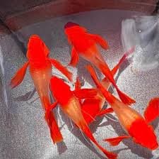 Guppy Albino Koi Red Ear Ribbon n No Ribbon