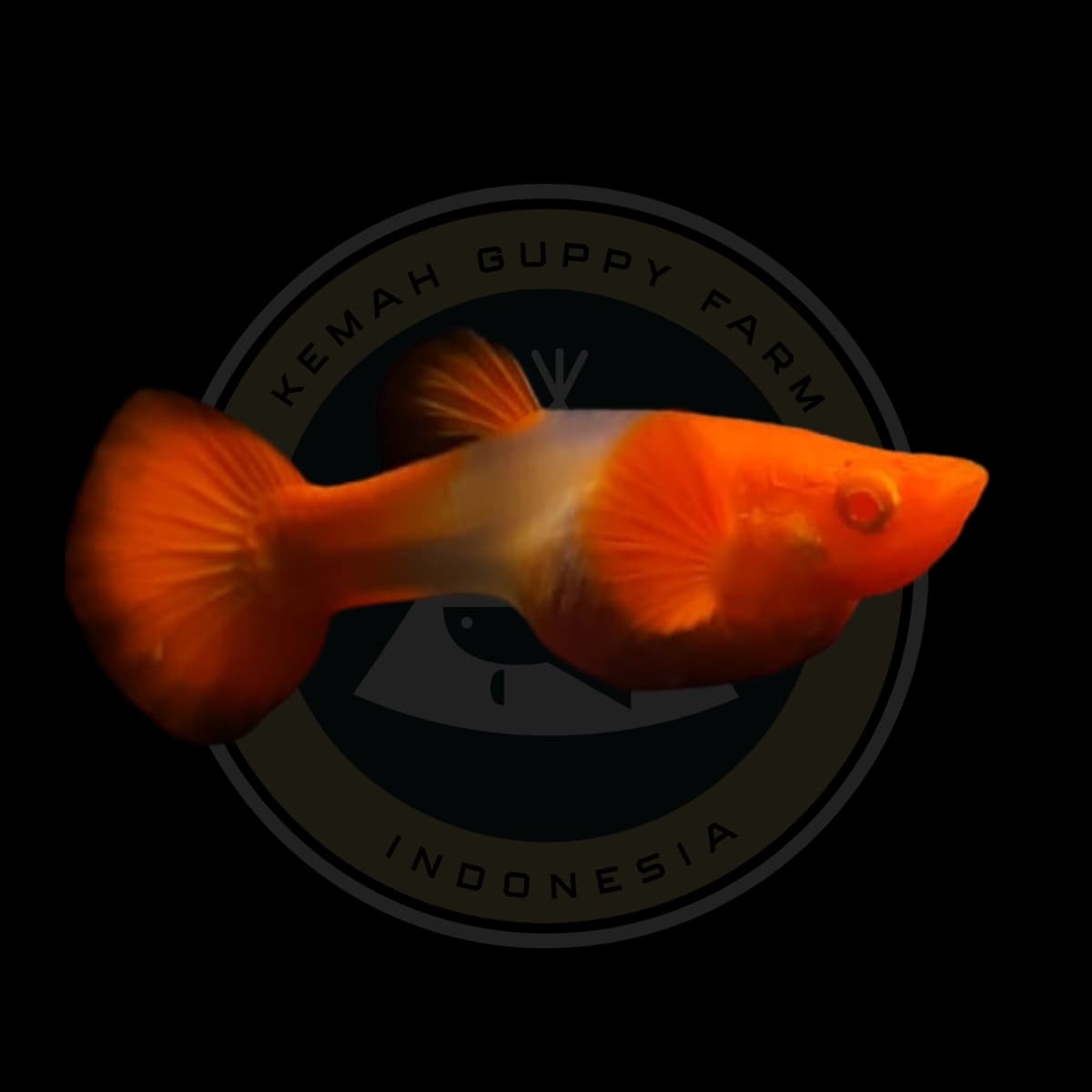 GUPPY ALBINO KOI RED EAR