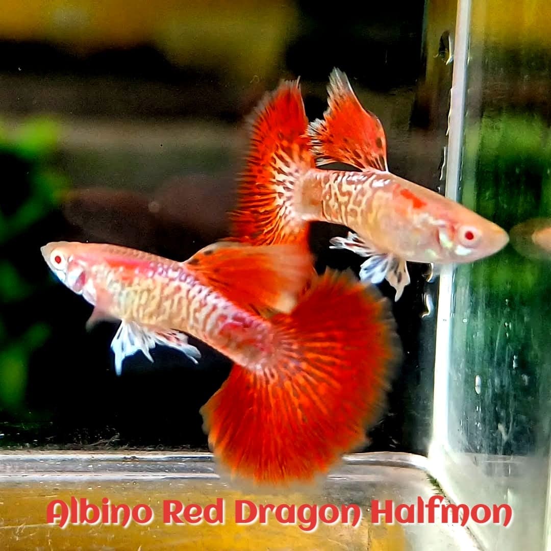 Guppy Albino Red Dragon Female dan Male