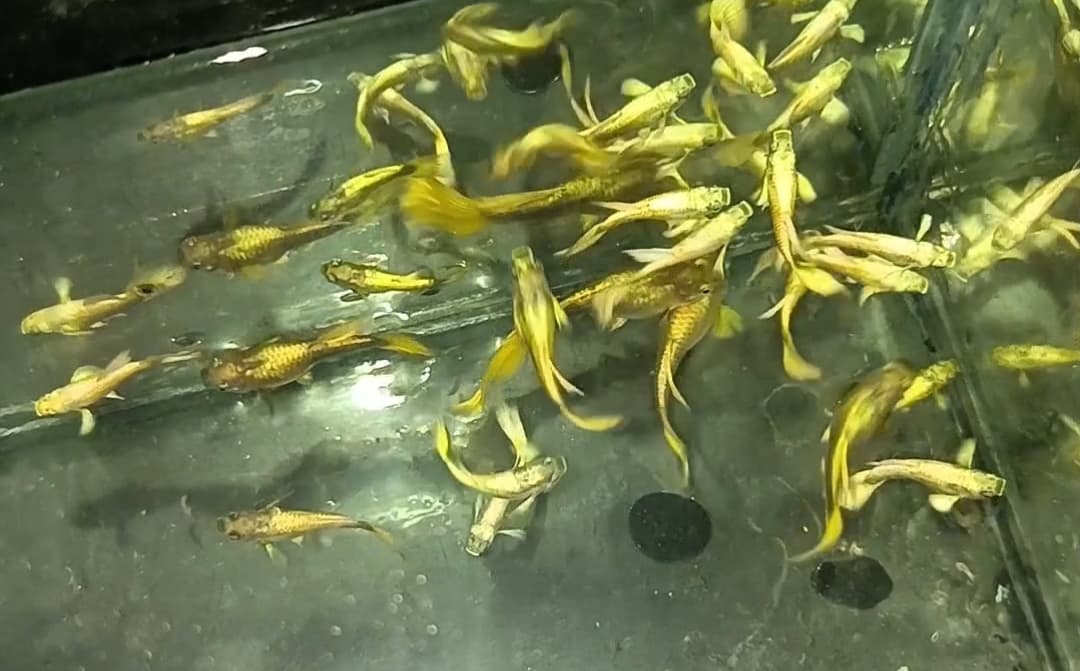 Guppy full gold normal