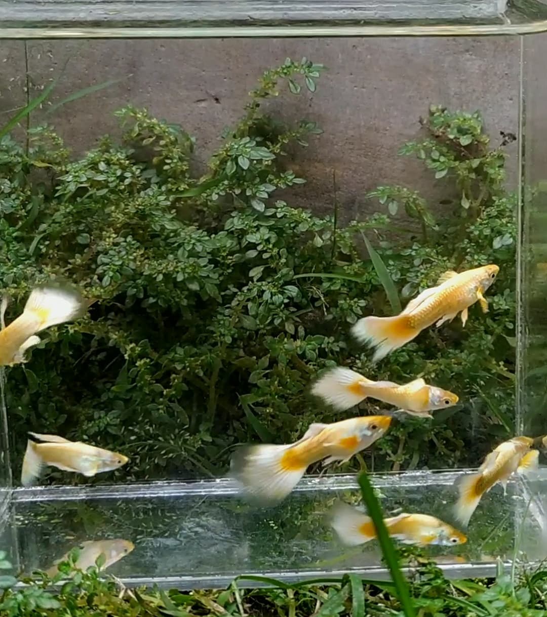 Guppy gold long fin