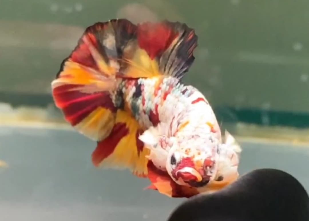 HMPK NEMO CANDY COPPER