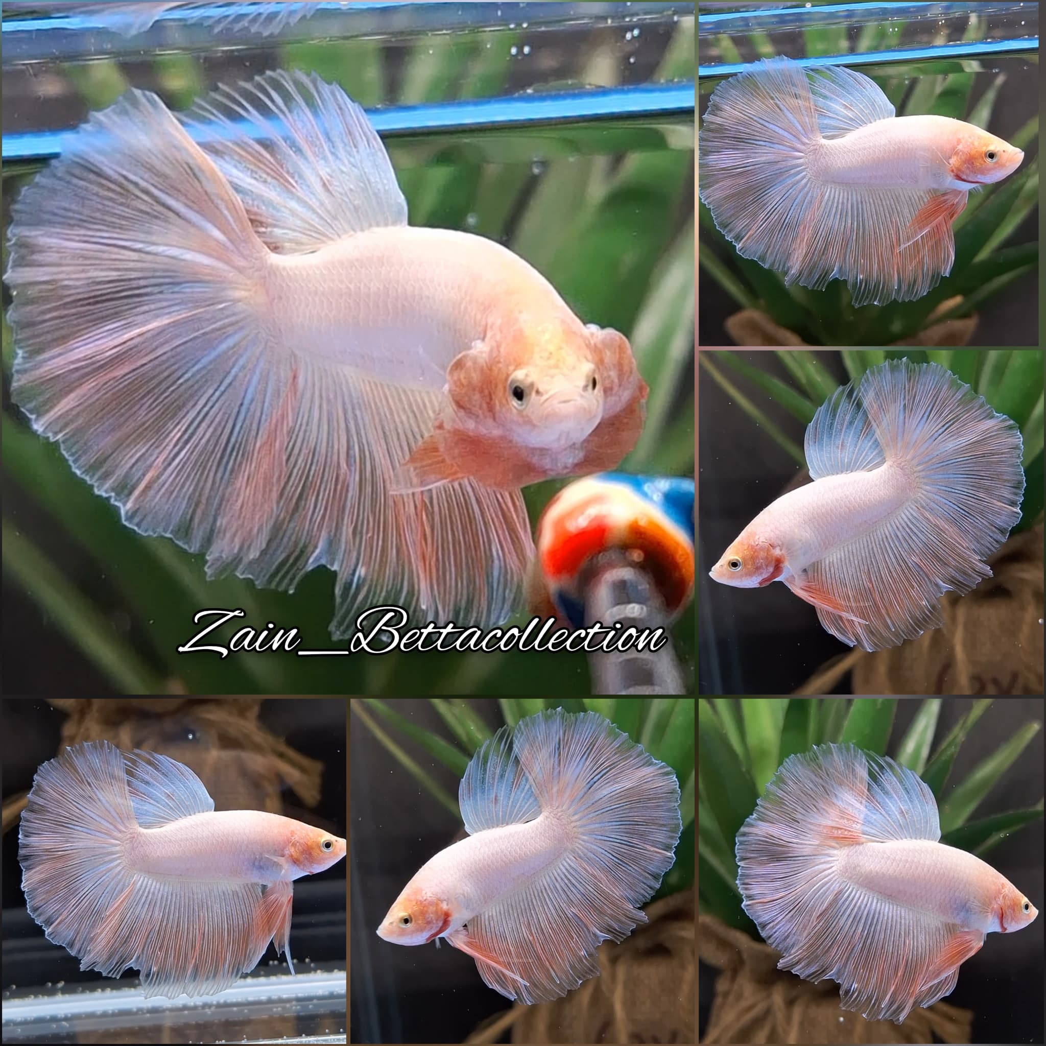 Halfmoon Pink Color Betta Fish