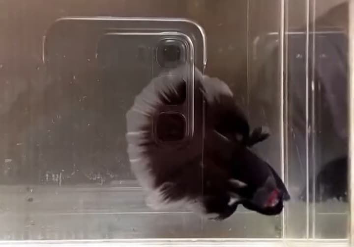 Halfmoon Black butterfly(package of 2 tail)