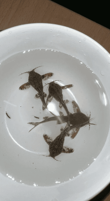 Hara filamentosa 2.5cm x 5pc