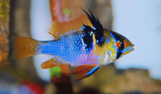 Holland Ramirezi 3cm