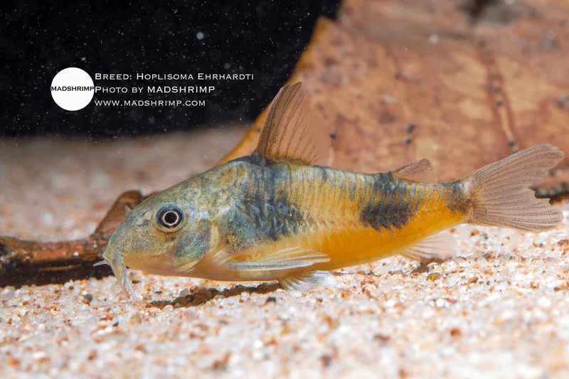 Hoplisoma Ehrhardti