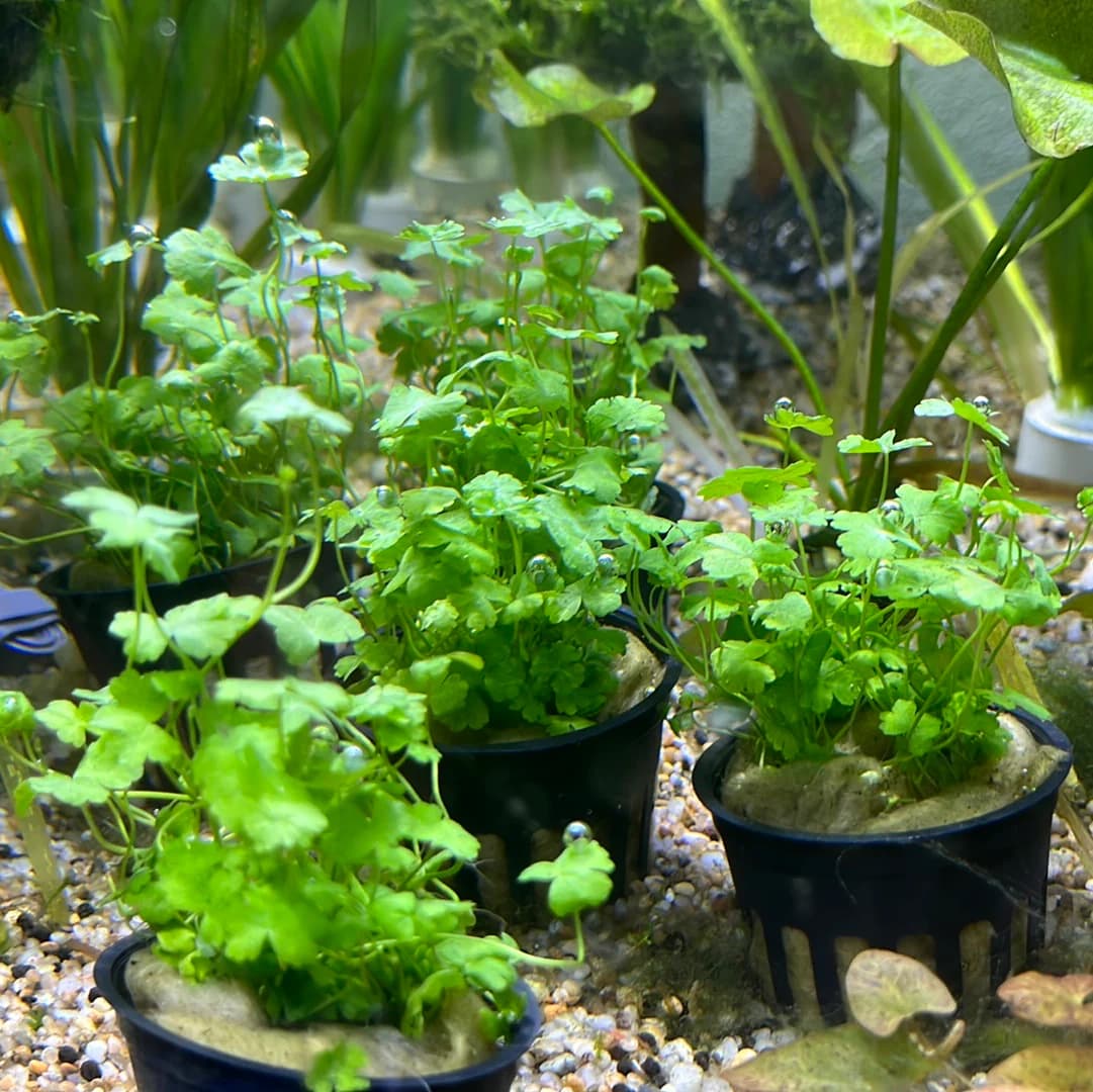 Hydrocotyle Tripartita
