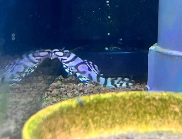 Hypancistrus sp. L236 'Super White'