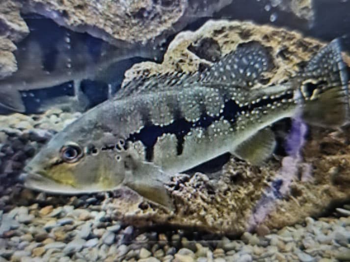 Intermedia peacock bass 6-8cm