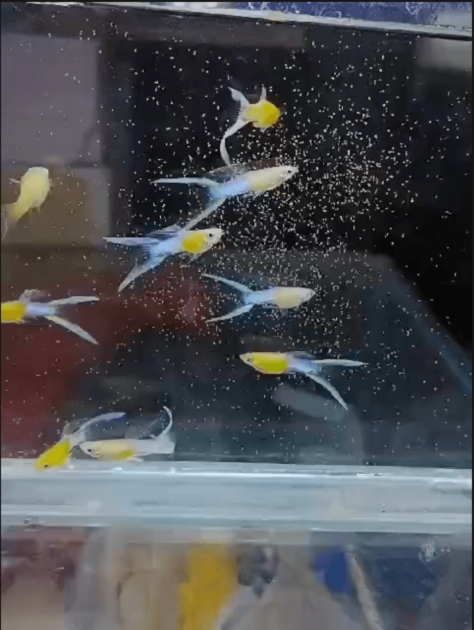 Japan blue double sword guppy