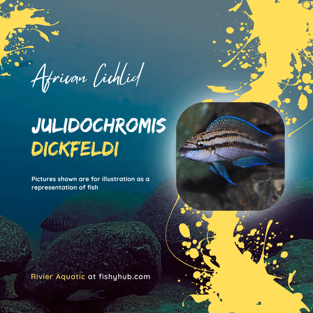 Dickfeld's Julie Cichlid (Julidochromis Dickfeldi)