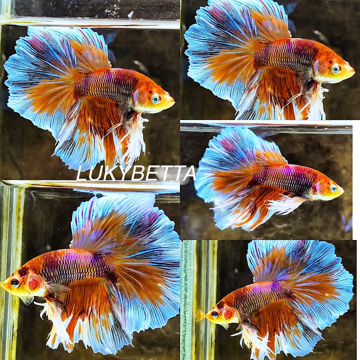 KING ROSETAILS MULTICOLOURS GREEN EYES