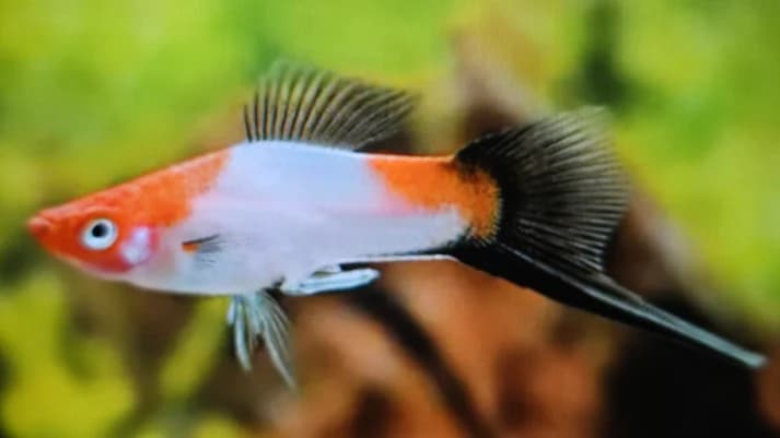 Koi wagtail swordtail 3-4cm