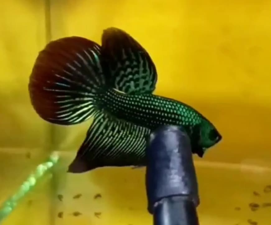 LONG FIN ALIEN GREEN