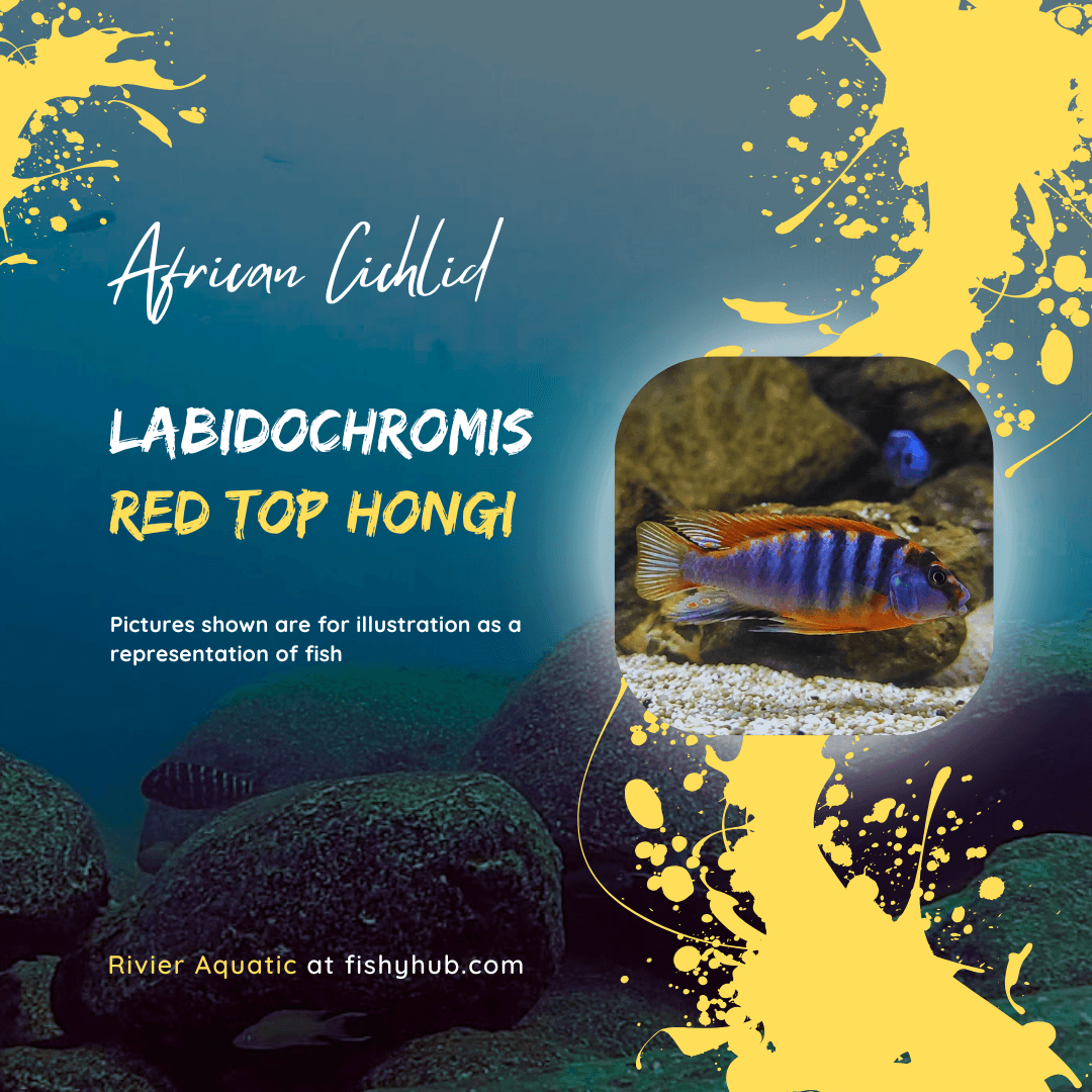 Red Top Hongi (Labidochromis sp.)