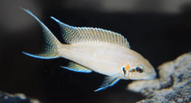 Lamprologus brichardi cichlid 4cm