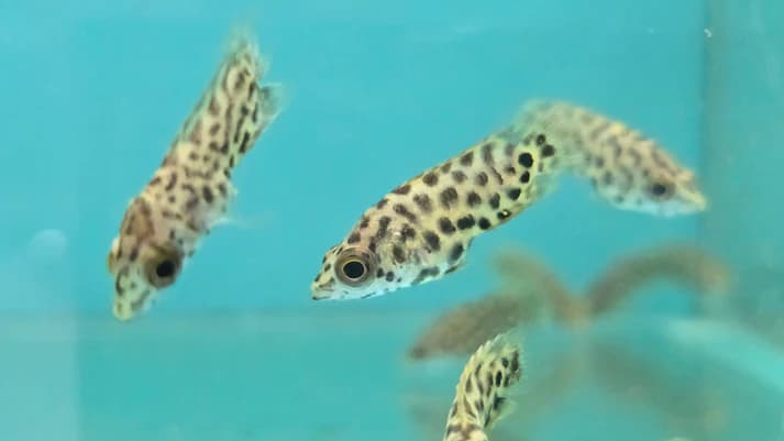 Leopard ctenopoma 2.5-3cm