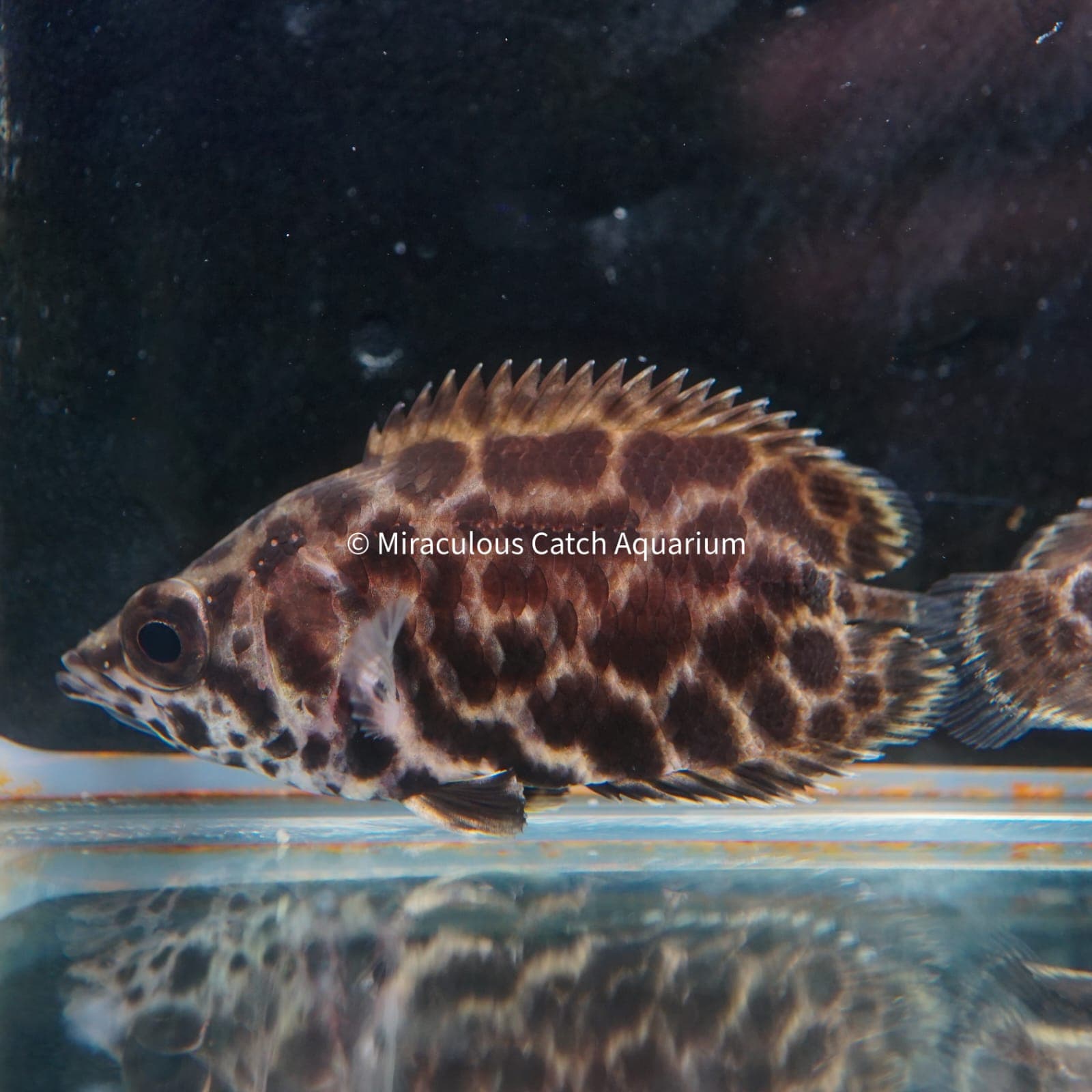 Leopard leaffish