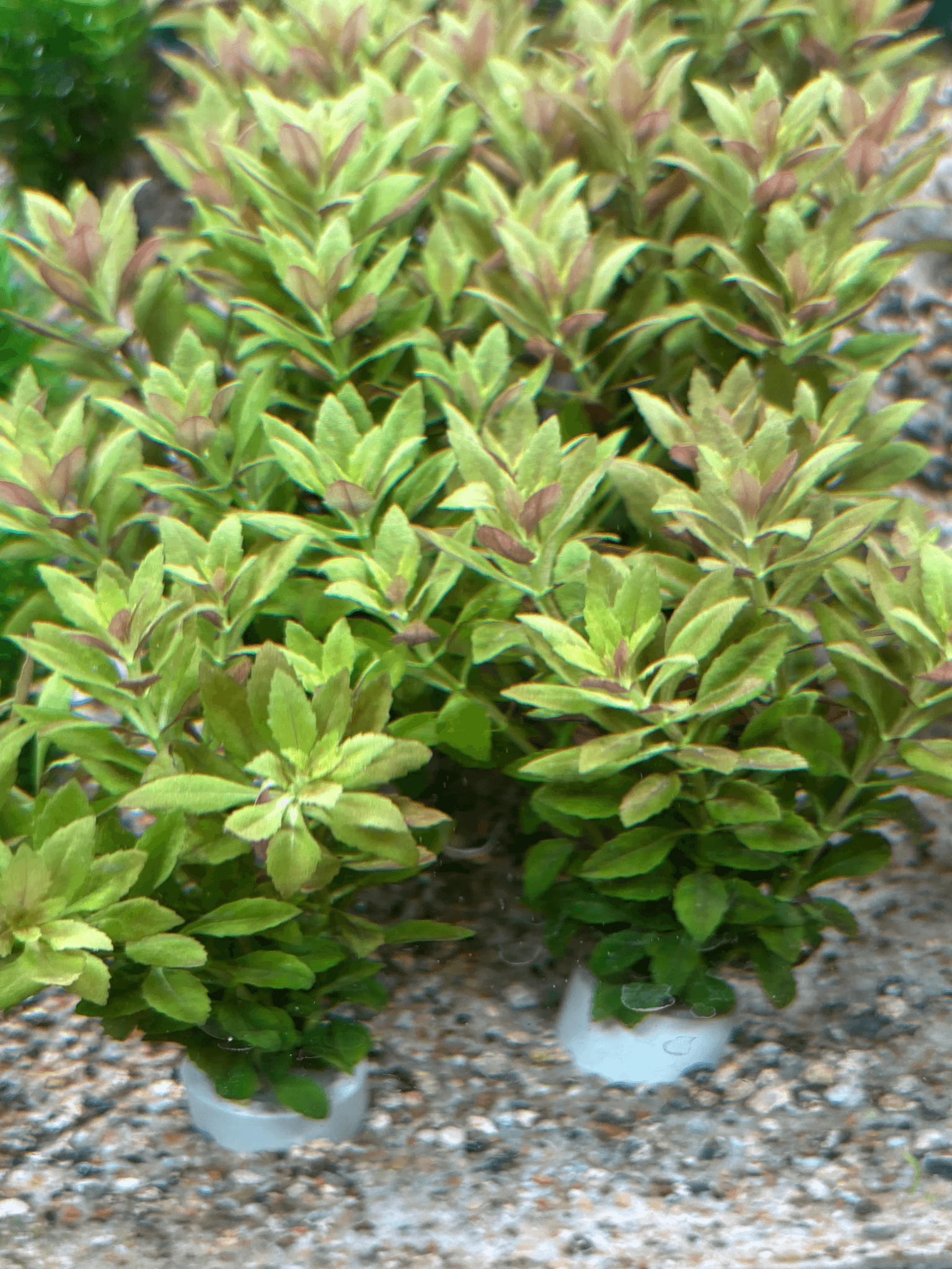 Limnophila Aromatica Mini